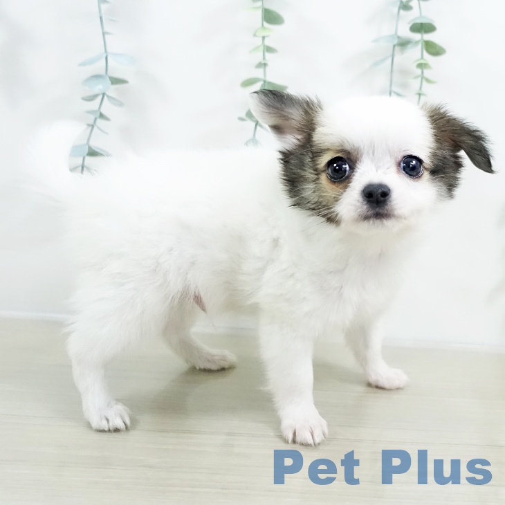 千葉県のチワワ(ロング) (ペットプラス 成田店/2025年9月18日生まれ/男の子/ホワイトフォーン)の子犬の1枚目の画像