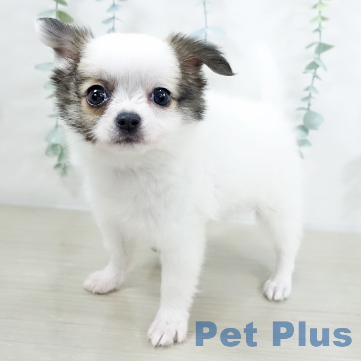 千葉県のチワワ(ロング) (ペットプラス 成田店/2025年9月18日生まれ/男の子/ホワイトフォーン)の子犬の2枚目の画像