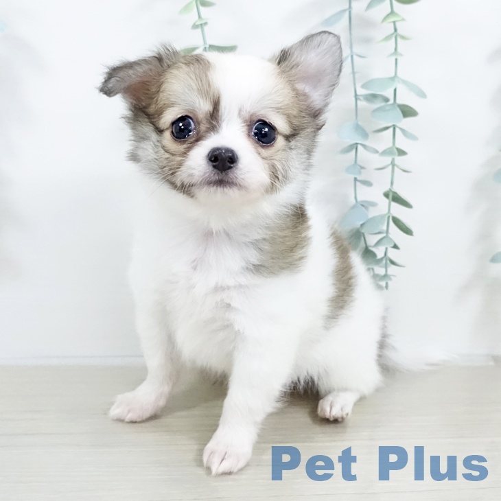 埼玉県のチワワ(ロング) (ペットプラス 上尾店/2025年9月18日生まれ/女の子/ホワイトフォーン)の子犬の1枚目の画像
