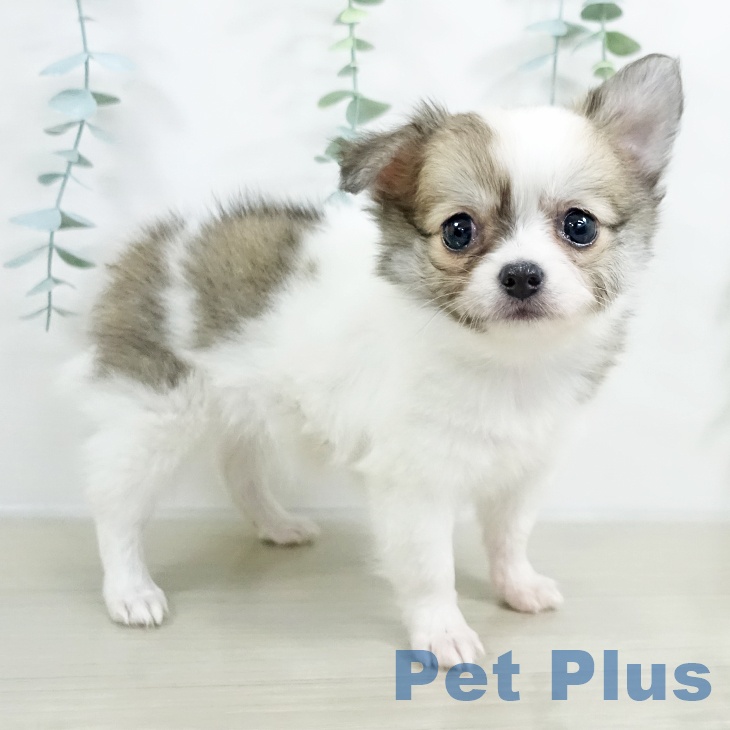 埼玉県のチワワ(ロング) (ペットプラス 上尾店/2025年9月18日生まれ/女の子/ホワイトフォーン)の子犬の2枚目の画像