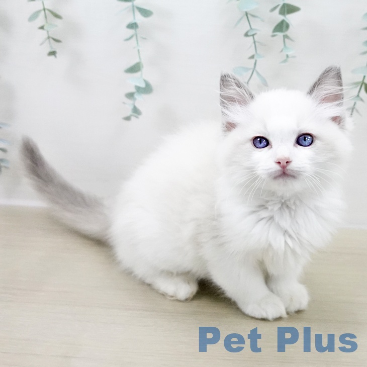 ラグドールの写真2