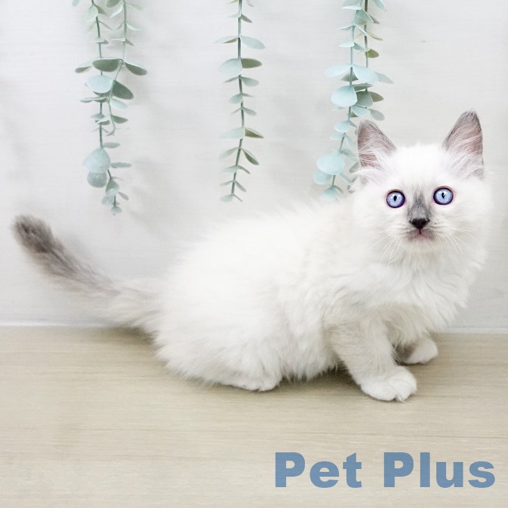 千葉県のラグドール (ペットプラス コトエ流山おおたかの森店/2025年9月13日生まれ/女の子/ブルーポイントミテッド)の子猫の1枚目の画像