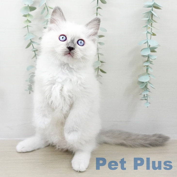 千葉県のラグドール (ペットプラス コトエ流山おおたかの森店/2025年9月13日生まれ/女の子/ブルーポイントミテッド)の子猫の2枚目の画像