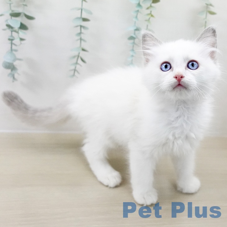 ラグドールの写真2