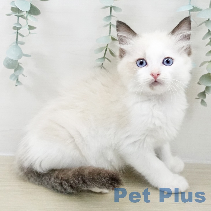 東京都のラグドール (ペッツワン 南砂町SUNAMO店/2025年9月18日生まれ/男の子/シールポイントバイカラー)の子猫の1枚目の画像