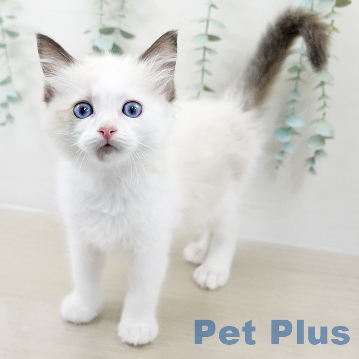 東京都のラグドール (ペッツワン 南砂町SUNAMO店/2025年9月18日生まれ/男の子/シールポイントバイカラー)の子猫の2枚目の画像