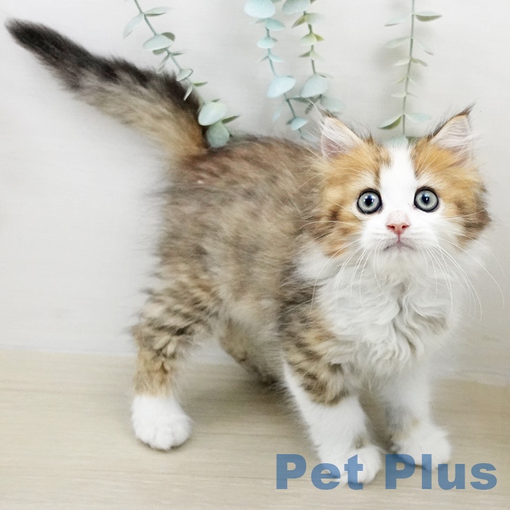 埼玉県のミヌエット (ペットプラス 浦和美園店/2025年9月12日生まれ/男の子/ブラウンタビーホワイト)の子猫