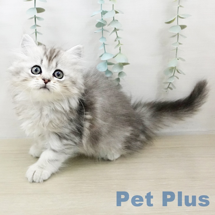 東京都のミヌエット (ペッツワン 南砂町SUNAMO店/2025年9月12日生まれ/女の子/シルバータビー)の子猫の1枚目の画像