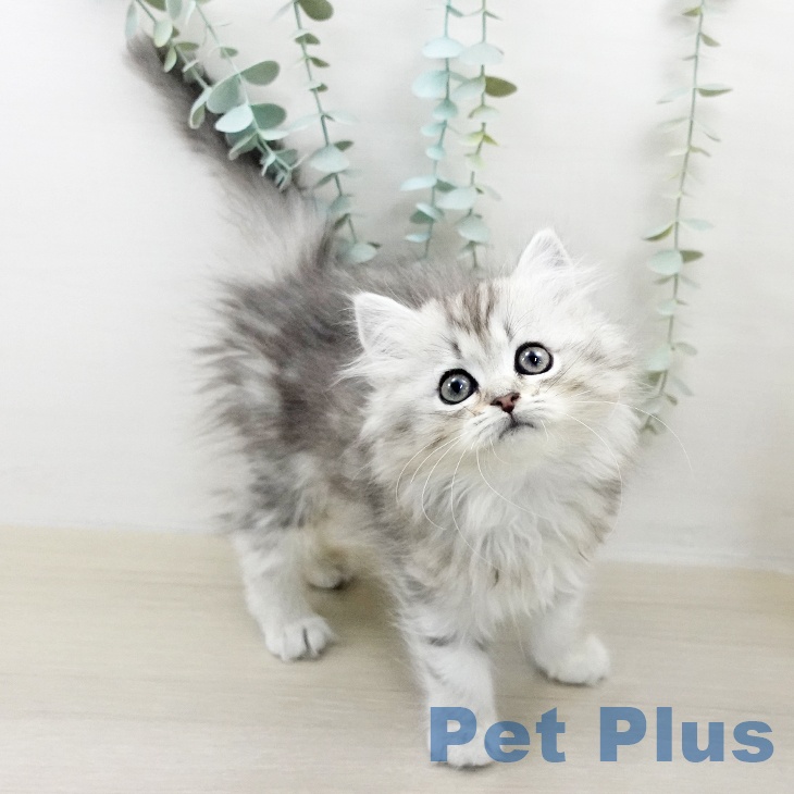 東京都のミヌエット (ペッツワン 南砂町SUNAMO店/2025年9月12日生まれ/女の子/シルバータビー)の子猫の2枚目の画像