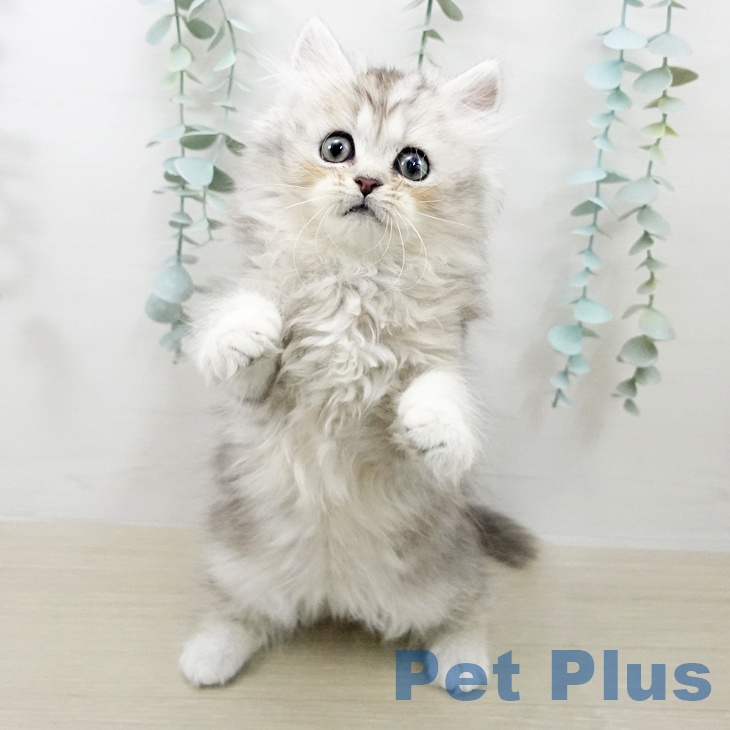 群馬県のミヌエット (ペットプラス イオンモール太田店/2025年9月12日生まれ/女の子/シルバータビー)の子猫の1枚目の画像