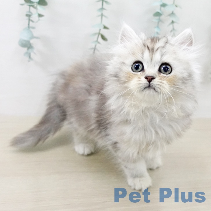 群馬県のミヌエット (ペットプラス イオンモール太田店/2025年9月12日生まれ/女の子/シルバータビー)の子猫の2枚目の画像