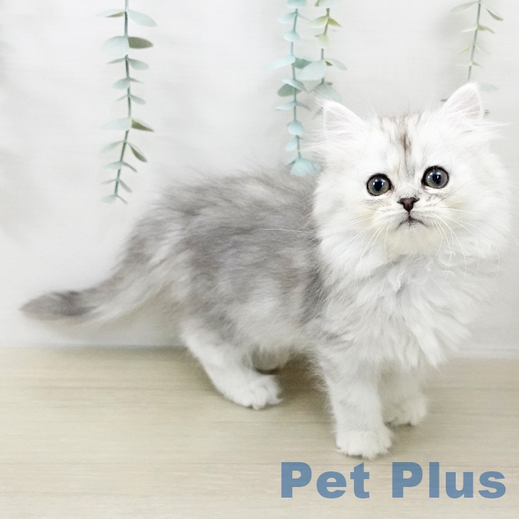 東京都のミヌエット (ペットプラス 多摩平の森店/2025年9月12日生まれ/女の子/シルバーパッチドタビー)の子猫の1枚目の画像