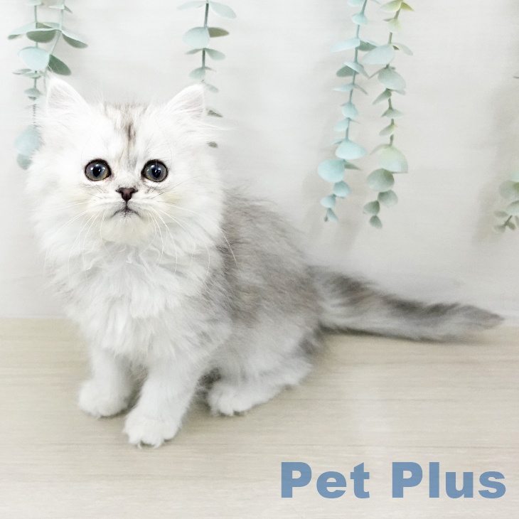 東京都のミヌエット (ペットプラス 多摩平の森店/2025年9月12日生まれ/女の子/シルバーパッチドタビー)の子猫の2枚目の画像