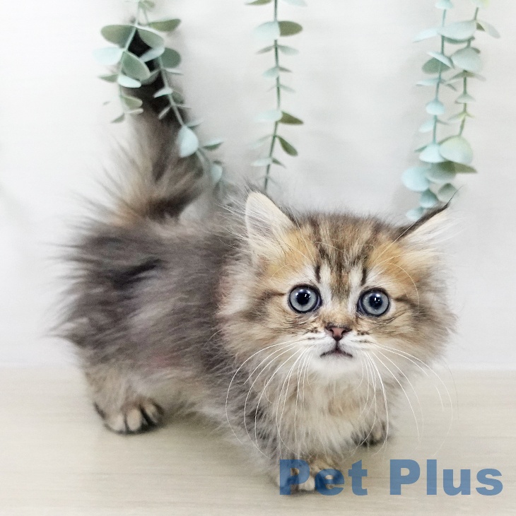 東京都のミヌエット (ペットプラス 板橋店/2025年9月19日生まれ/男の子/ブラウンタビー)の子猫の1枚目の画像