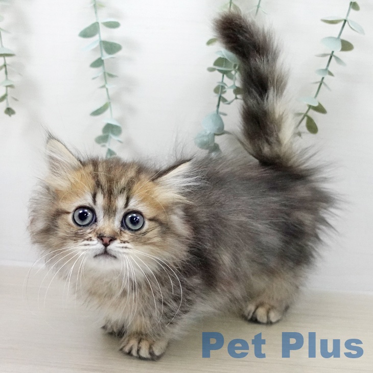 東京都のミヌエット (ペットプラス 板橋店/2025年9月19日生まれ/男の子/ブラウンタビー)の子猫の2枚目の画像