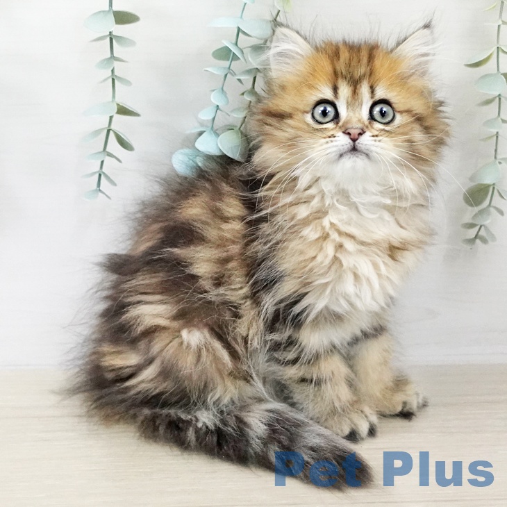 ミヌエットの写真2