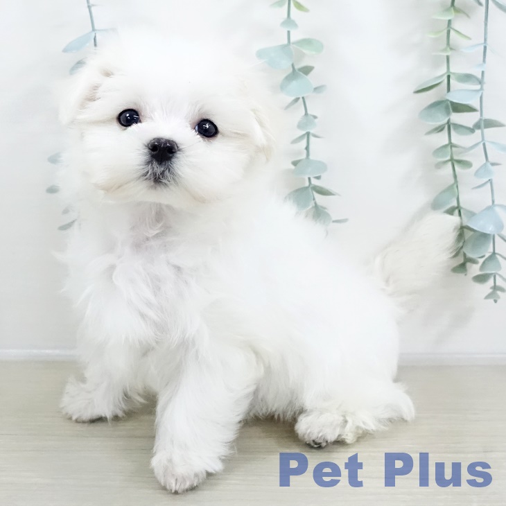 マルチーズの写真2