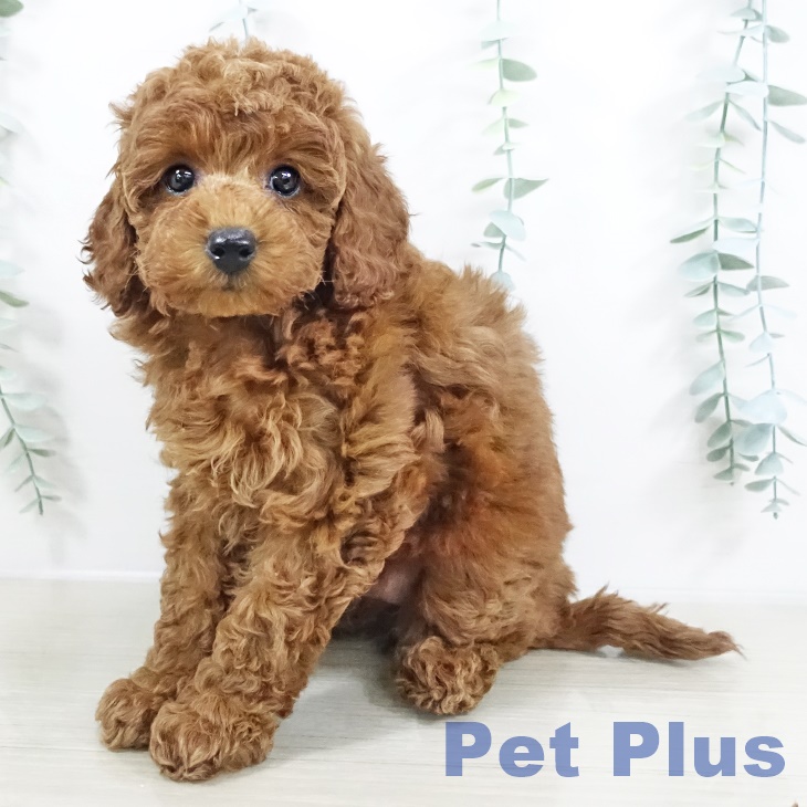 神奈川県のトイプードル(トイ) (ペットプラス アミーゴ藤沢店/2025年9月19日生まれ/女の子/レッド)の子犬の1枚目の画像