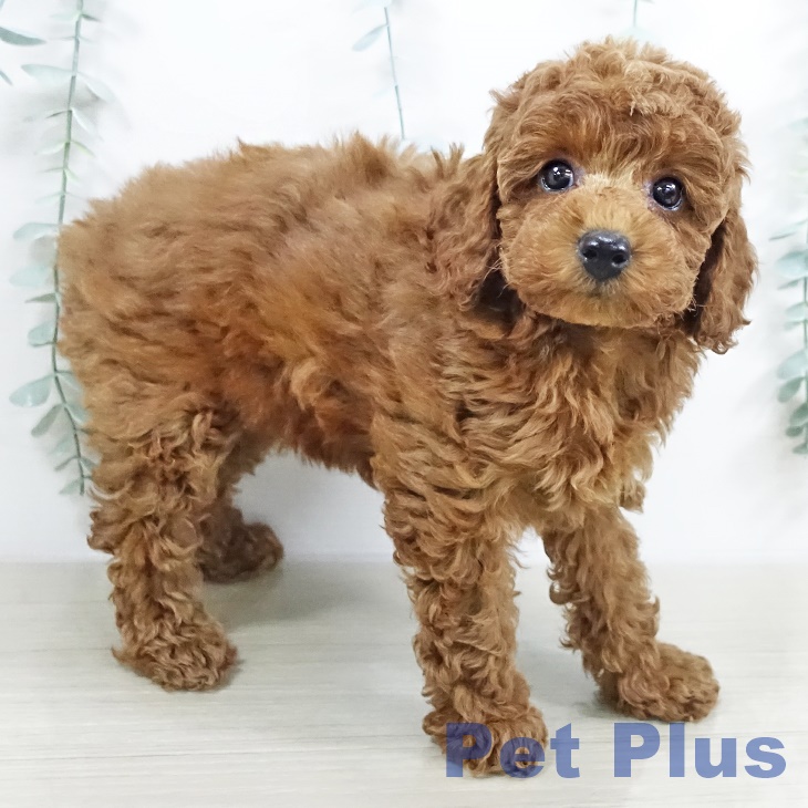 神奈川県のトイプードル(トイ) (ペットプラス アミーゴ藤沢店/2025年9月19日生まれ/女の子/レッド)の子犬の2枚目の画像