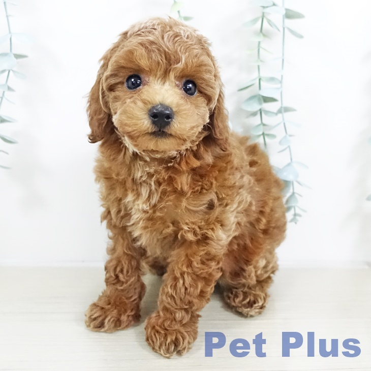 神奈川県のトイプードル(トイ) (ペットプラス ゆめが丘ソラトス店/2025年9月19日生まれ/女の子/アプリコット)の子犬の1枚目の画像