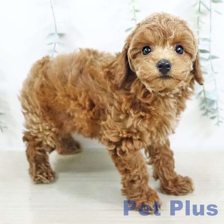 神奈川県のトイプードル(トイ) (ペットプラス ゆめが丘ソラトス店/2025年9月19日生まれ/女の子/アプリコット)の子犬の2枚目の画像