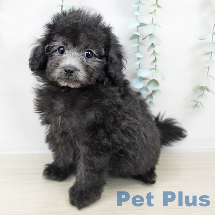 トイ・プードル