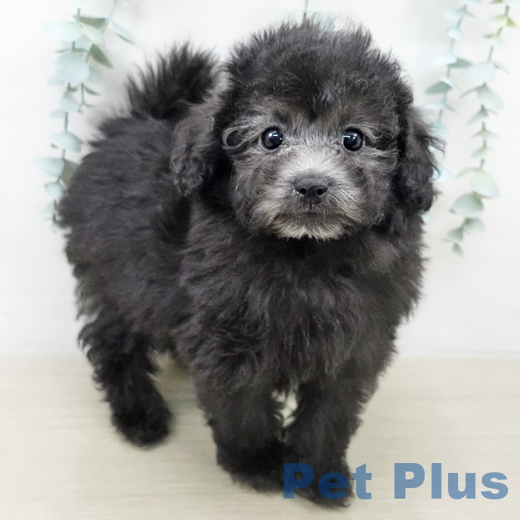 トイ・プードルの写真2