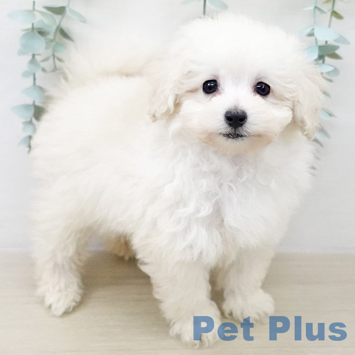千葉県のトイプードル(トイ) (ペットプラス 成田店/2025年9月18日生まれ/男の子/ホワイト)の子犬の1枚目の画像
