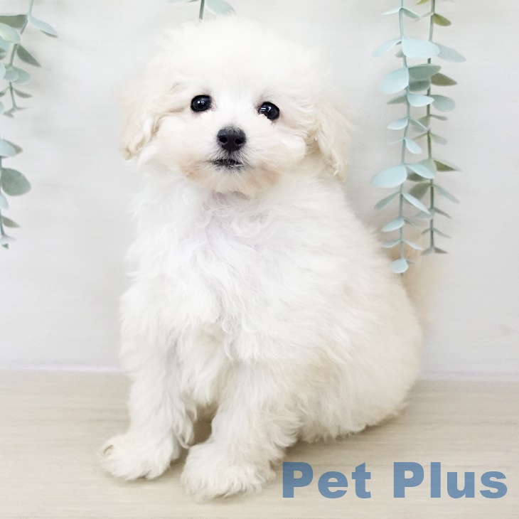 千葉県のトイプードル(トイ) (ペットプラス 成田店/2025年9月18日生まれ/男の子/ホワイト)の子犬の2枚目の画像