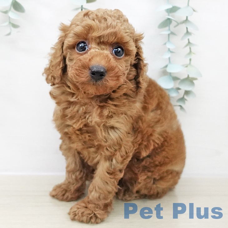 千葉県のトイプードル(トイ) (ペットプラス 船橋店/2025年9月20日生まれ/男の子/アプリコット)の子犬の1枚目の画像