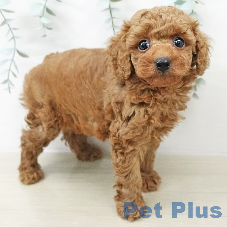 千葉県のトイプードル(トイ) (ペットプラス 船橋店/2025年9月20日生まれ/男の子/アプリコット)の子犬の2枚目の画像