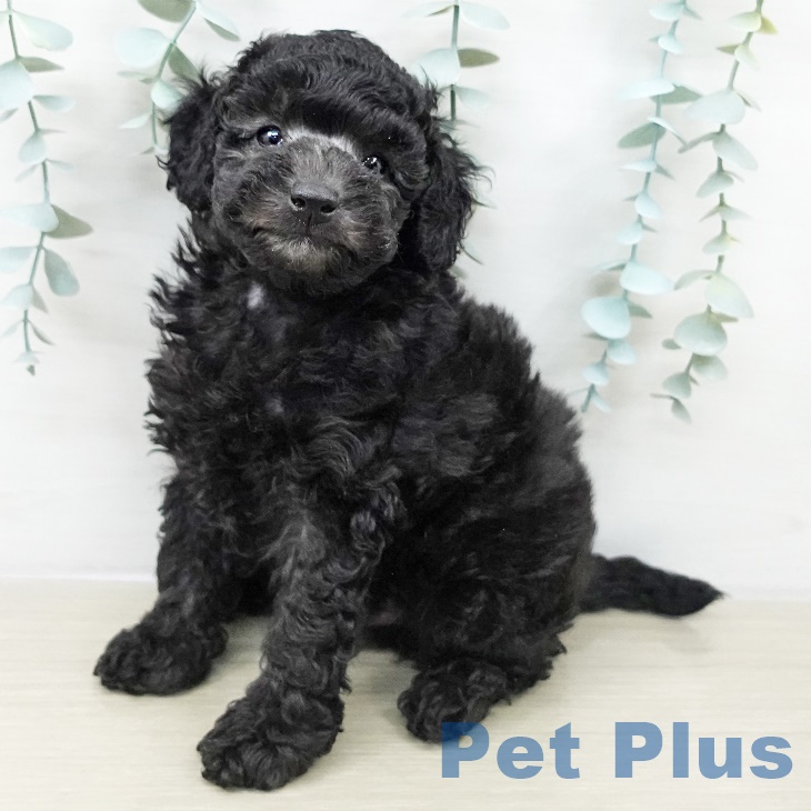 神奈川県のトイプードル(トイ) (ペットプラス 川崎ルフロン店/2025年9月20日生まれ/男の子/シルバー)の子犬の1枚目の画像