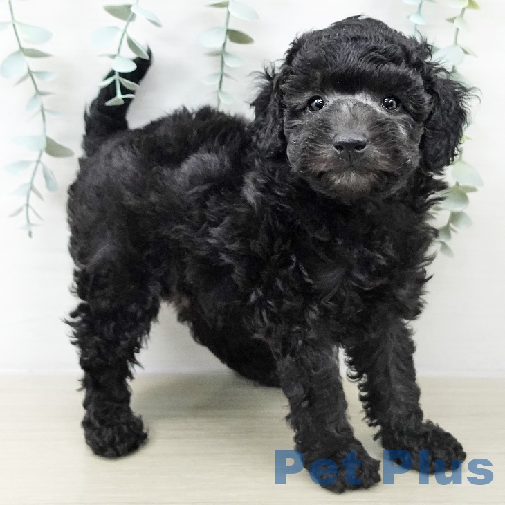 神奈川県のトイプードル(トイ) (ペットプラス 川崎ルフロン店/2025年9月20日生まれ/男の子/シルバー)の子犬の2枚目の画像