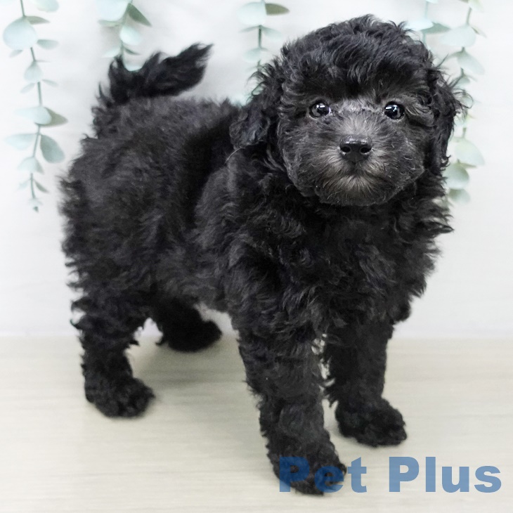 埼玉県のトイプードル(トイ) (ペットプラス ららぽーと富士見店/2025年9月20日生まれ/女の子/シルバー)の子犬の1枚目の画像