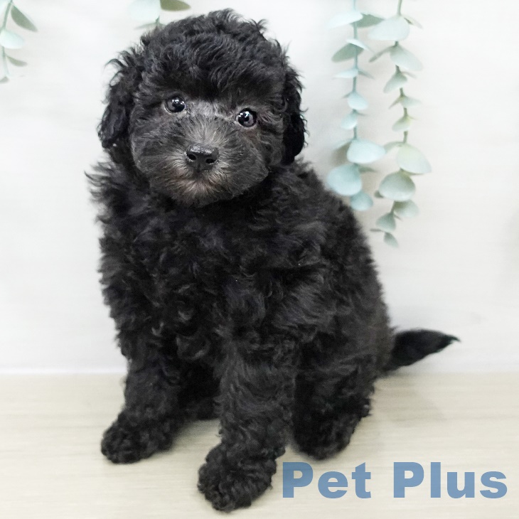 埼玉県のトイプードル(トイ) (ペットプラス ららぽーと富士見店/2025年9月20日生まれ/女の子/シルバー)の子犬の2枚目の画像