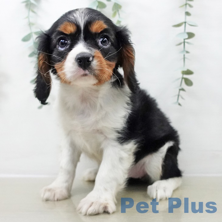 宮城県のキャバリアキングチャールズスパニエル (ペットプラス 仙台上杉店/2025年9月18日生まれ/女の子/トライカラー)の子犬の1枚目の画像