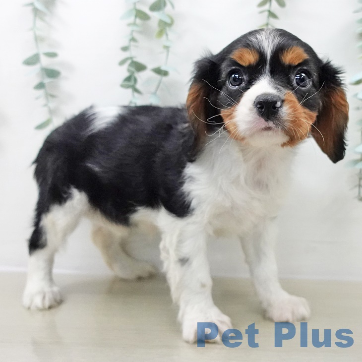 宮城県のキャバリアキングチャールズスパニエル (ペットプラス 仙台上杉店/2025年9月18日生まれ/女の子/トライカラー)の子犬の2枚目の画像
