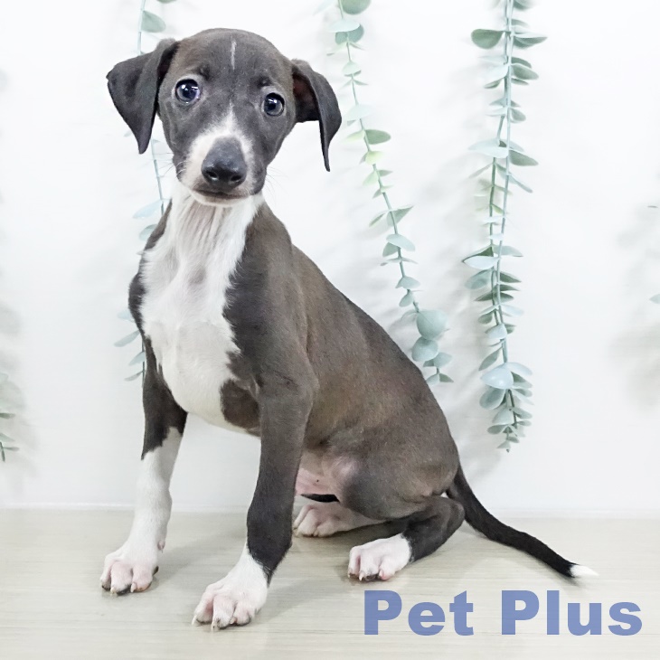 神奈川県のイタリアングレーハウンド (ペットプラス 相模原並木店/2025年9月20日生まれ/男の子/シールホワイト)の子犬の1枚目の画像