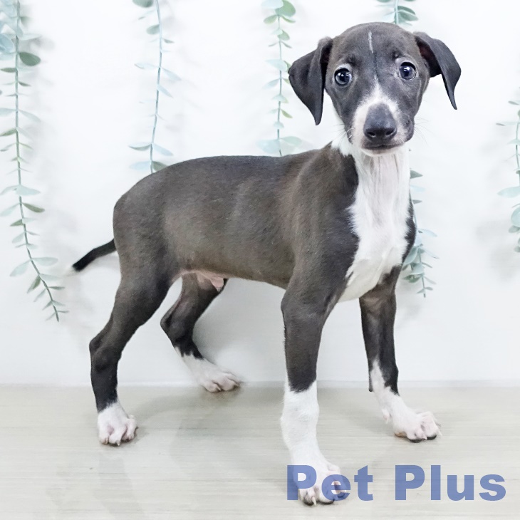 神奈川県のイタリアングレーハウンド (ペットプラス 相模原並木店/2025年9月20日生まれ/男の子/シールホワイト)の子犬の2枚目の画像