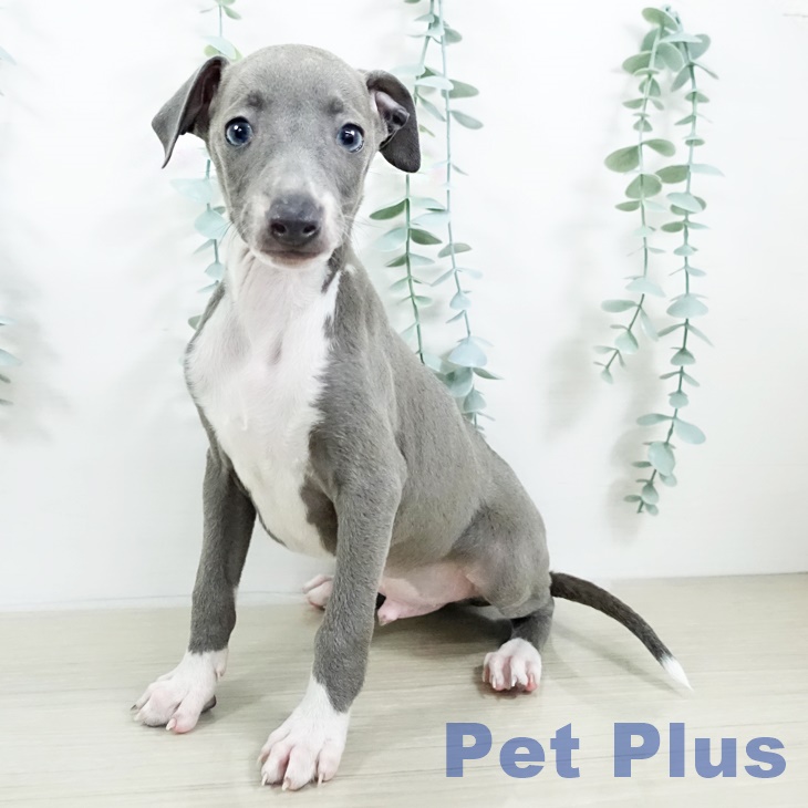 イタリアン・グレーハウンド