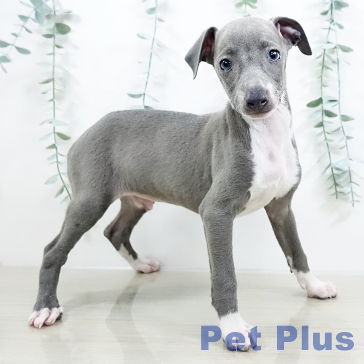 イタリアン・グレーハウンドの写真2