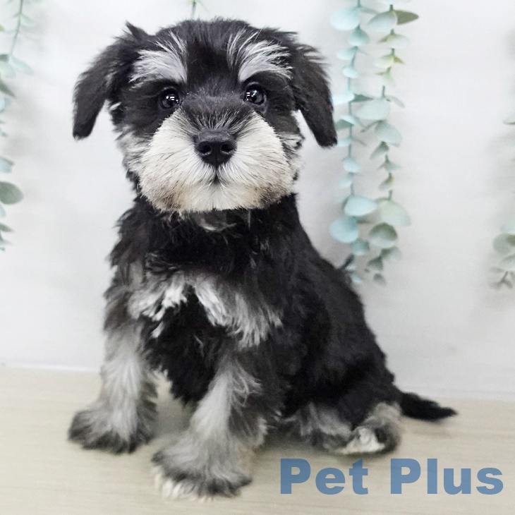 埼玉県のミニチュアシュナウザー (ペットプラス 羽生店/2025年9月17日生まれ/男の子/ブラックシルバー)の子犬