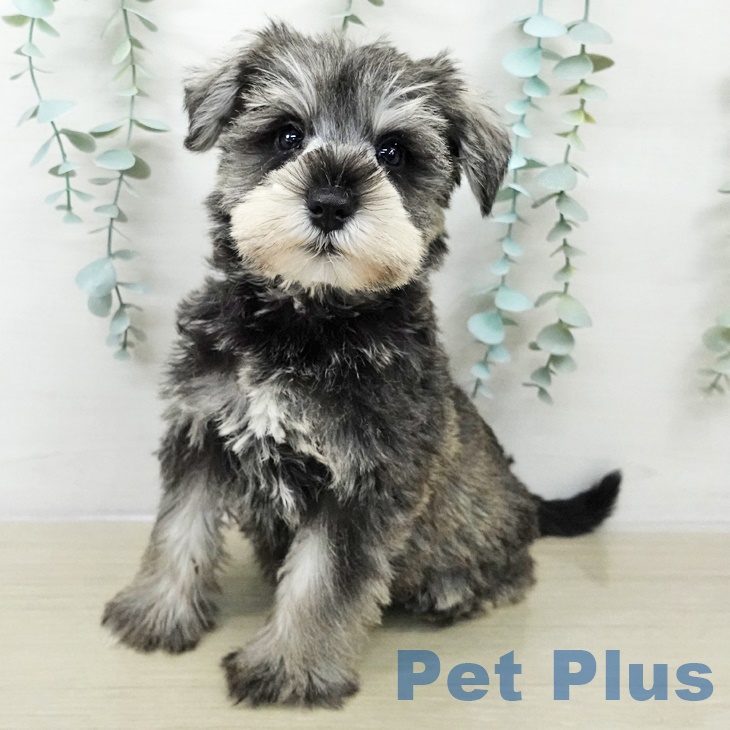 ミニチュア・シュナウザーの写真2