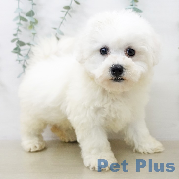 ビション・フリーゼ