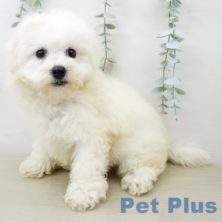 ビション・フリーゼの写真2