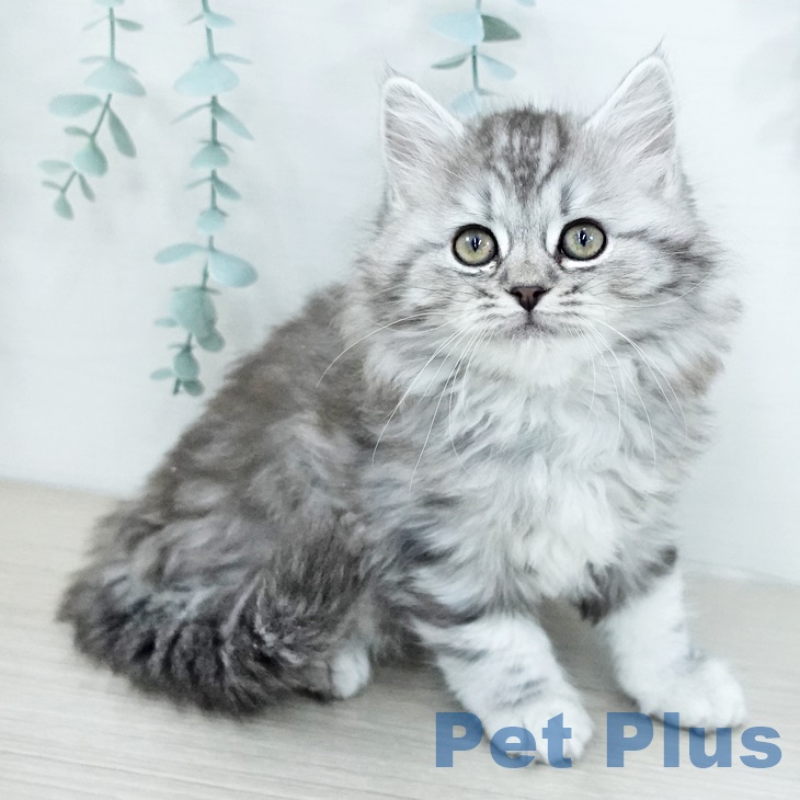 スコティッシュフォールド