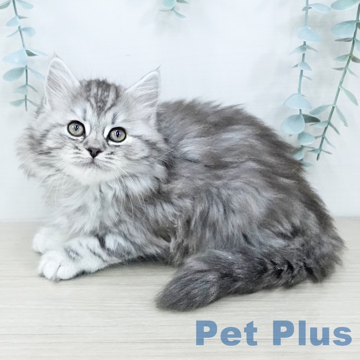 スコティッシュフォールドの写真2