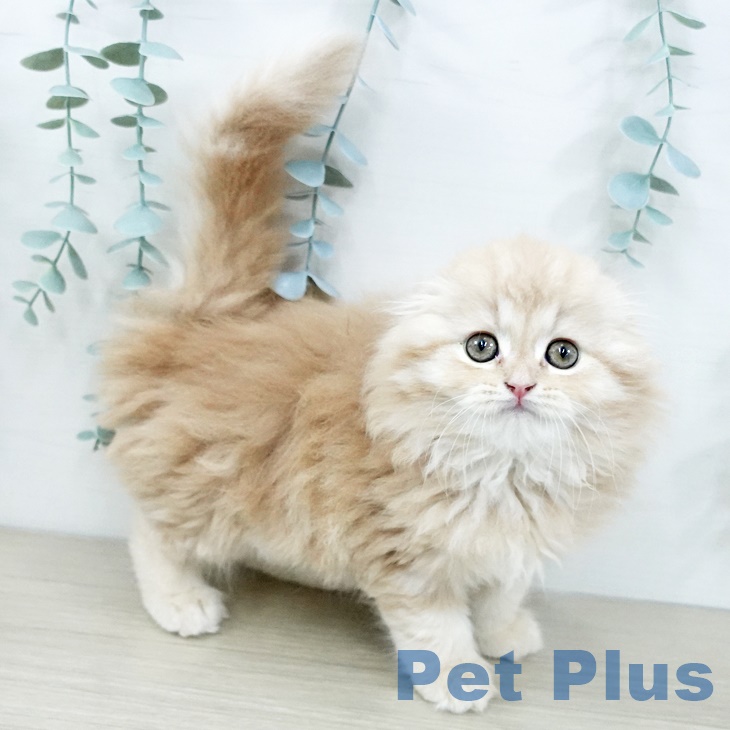 埼玉県のスコティッシュフォールド (ペットプラス 浦和美園店/2025年9月18日生まれ/男の子/レッドタビーホワイト)の子猫の1枚目の画像