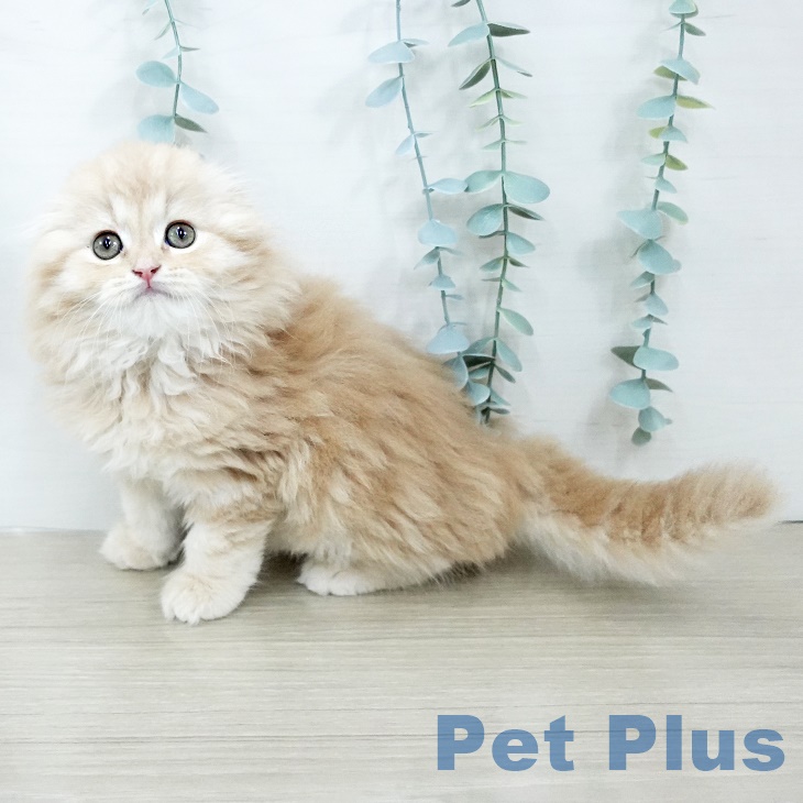 埼玉県のスコティッシュフォールド (ペットプラス 浦和美園店/2025年9月18日生まれ/男の子/レッドタビーホワイト)の子猫の2枚目の画像