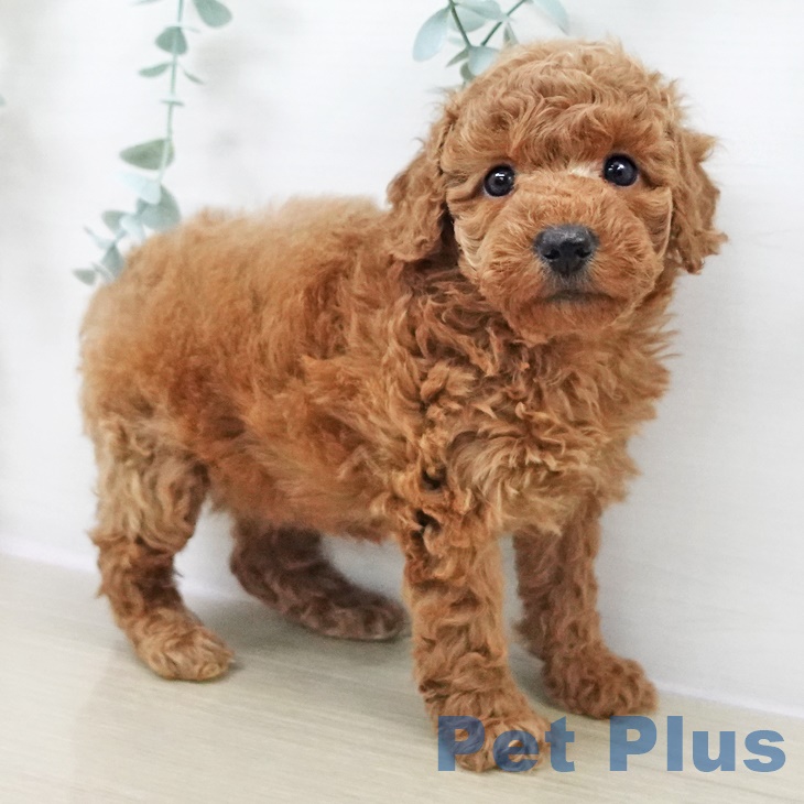 トイ・プードル